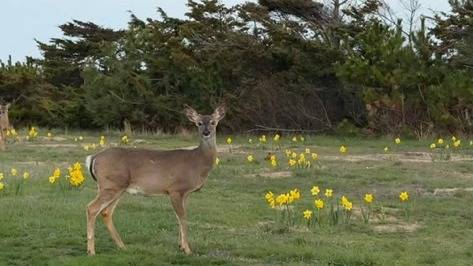 Whitetail deer grazing in a suburban yard at golden hour.